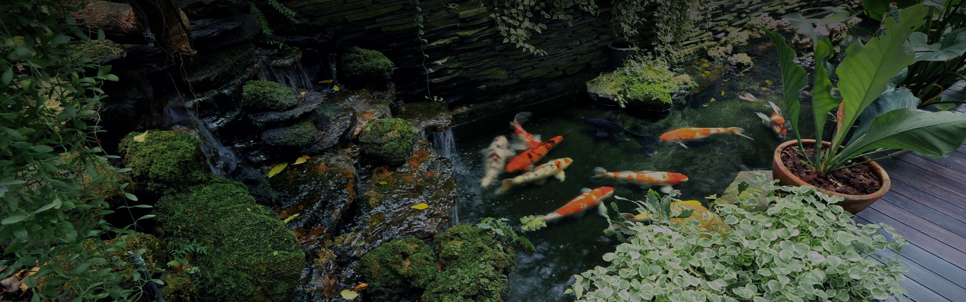 Koi Pond & Water Feature Design & Management